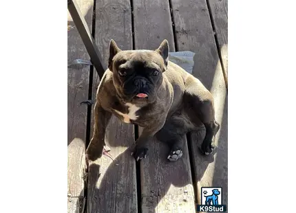 French Bulldog